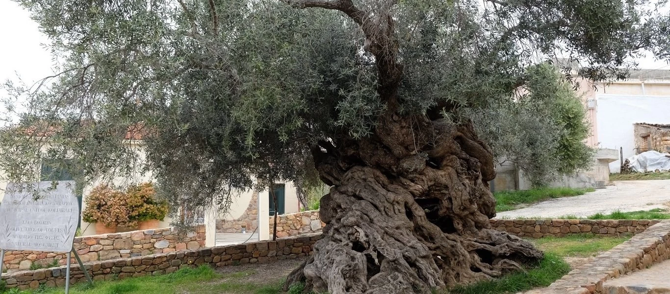 Η Γερμανία υμνεί το κρητικό ελαιόλαδο - Ετοιμάζουν και ντοκιμαντέρ